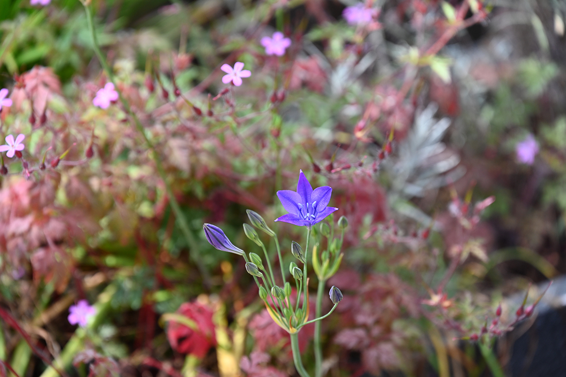 BLOOMBOX