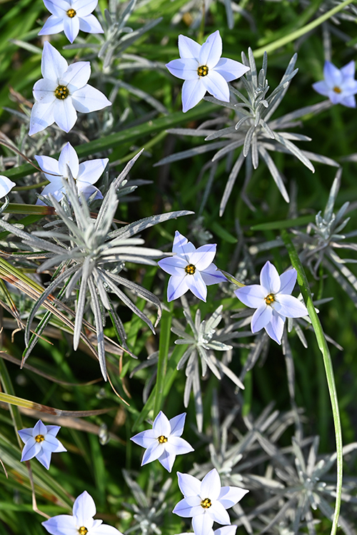 BLOOMBOX